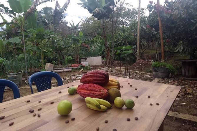 Cacao Tour - Accessibility and Logistics