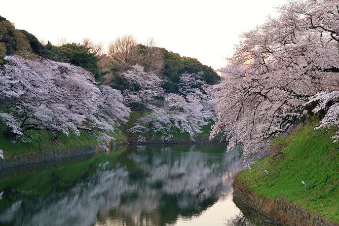 Cherry Blossom Private Tour - Meeting and Pickup Details