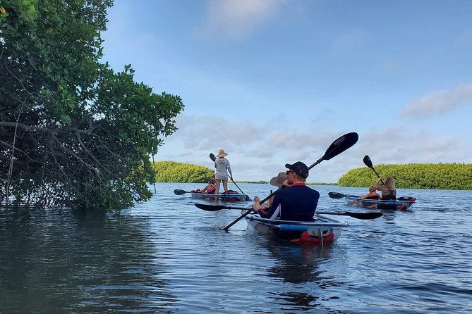 Clear Kayak Tour of Shell Key Preserve and Tampa Bay Area - Customer Reviews and Recommendations