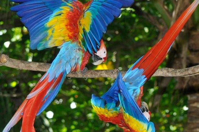 Costa Rica 13-Day Nature Tour (Mar ) - Itinerary Highlights