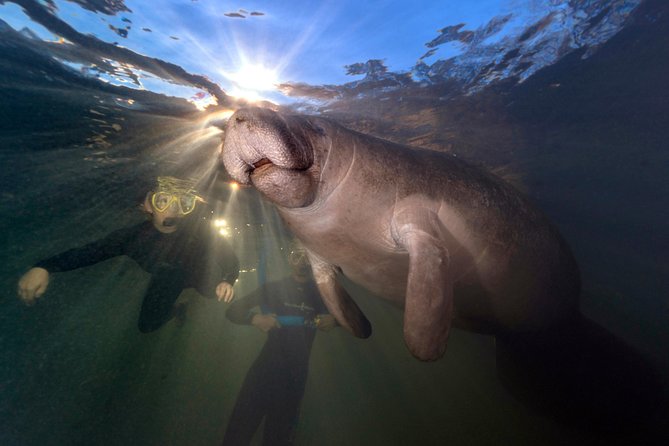 Crystal River Guided Swim With the Manatees - Logistics