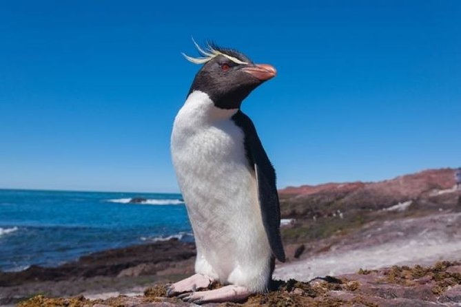 Discover Patagonia - Wildlife Encounters