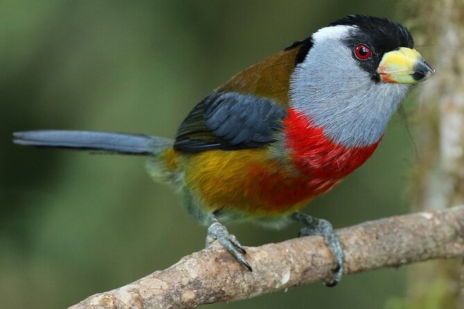 Enjoy The Beauty Of The Birds Of The Northwest - Popular Bird Species in the Region