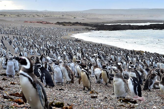 Exclusive Punta Tombo Penguin Rookery With Box Lunch and Entry Fee - Booking Logistics