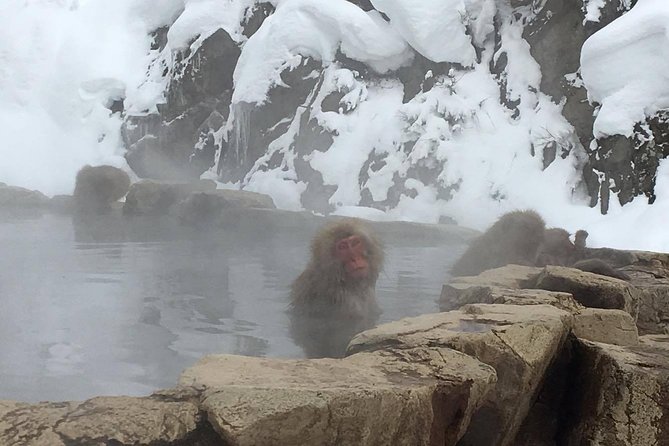 Explore Jigokudani Snow Monkey Park With a Knowledgeable Local Guide - Tour Logistics and Cancellation Policy