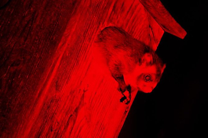Flying Squirrel Watching Tour - Booking Information