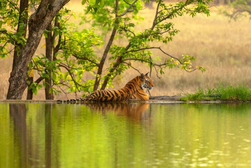 From Delhi: 3-Days Private Ranthambore Wildlife Safari Tour - Transportation and Accommodations Included
