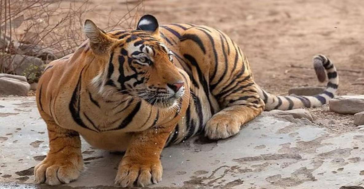 From Delhi: 4-Day Golden Triangle & Ranthambore Tiger Safari - Highlights and Itinerary Overview