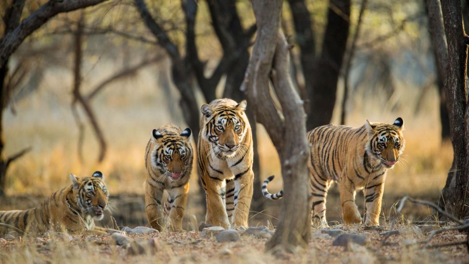 From Delhi: 6 Days Golden Triangle Tour With Ranthambore - Delhi and Agra Exploration