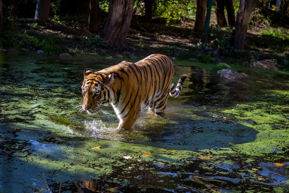 From Delhi: Golden Triangle Private Tour With Tiger Safari - Departure and Itinerary Highlights