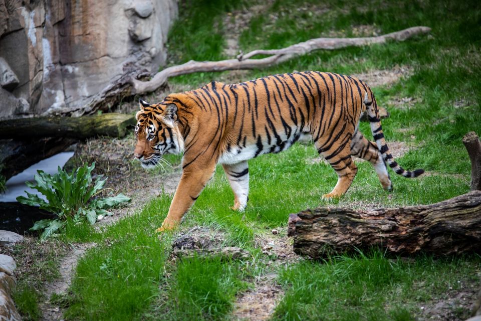 From Delhi: Private Golden Triangle Tour With Tiger Safari - Tour Itinerary