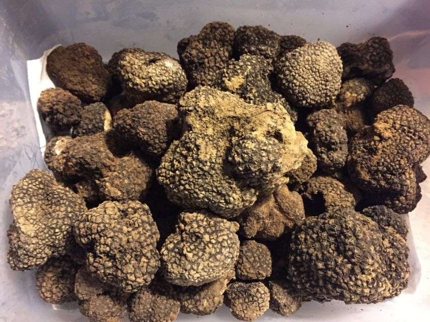 From Gavi: Piedmont Truffle Hunting Experience With Tasting - Experience Information and Location Details