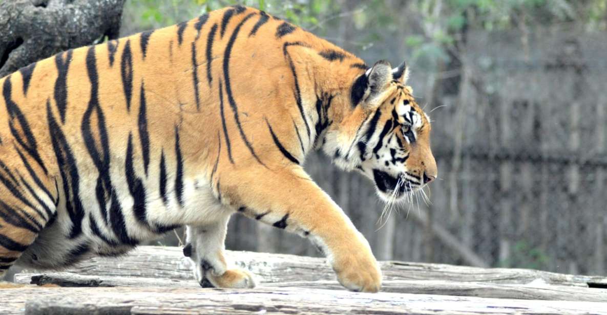 From Jaipur : 2 Days 1 Night Ranthambore Tiger Safari Tour - Safari Experience