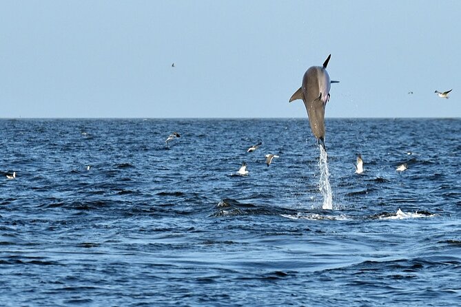 Jekyll Island Dolphin Tours - Booking Details