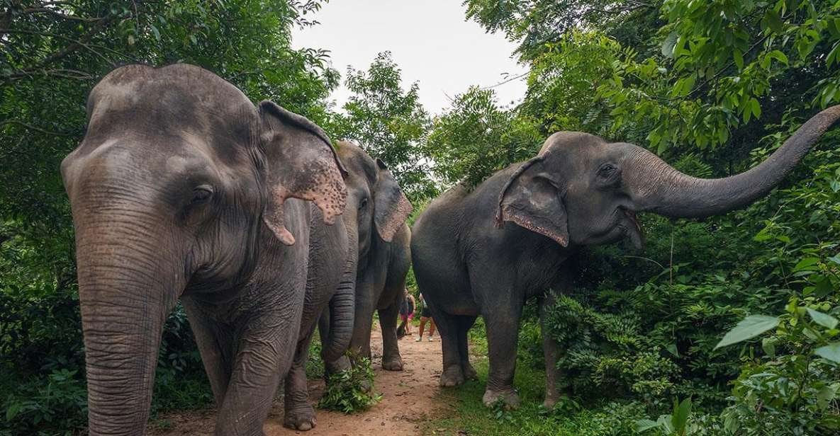 Kulen Elephant Forest Tour With Hotel Pick-Up & Drop off - Transportation Details