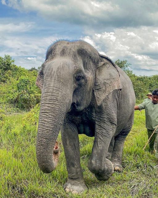 Kulen Elephant Siem Reap Forest in Small Group Tour - Social Responsibility