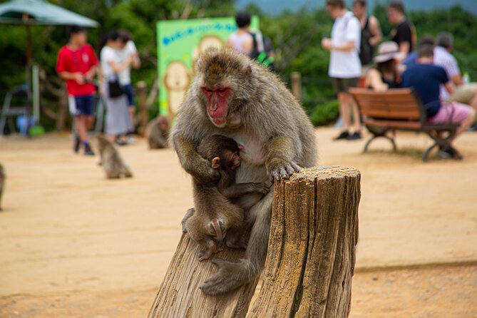 Kyoto: Arashiyama Bamboo, Temple, Matcha, Monkeys & Secret Spots - Traveler Photos and Reviews