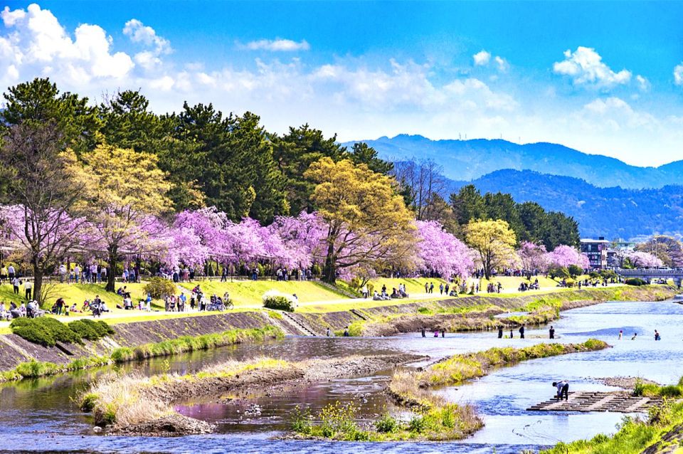 Kyoto: Cherry Blossom Highlights and Pontocho 1-Day Tour - Full Description