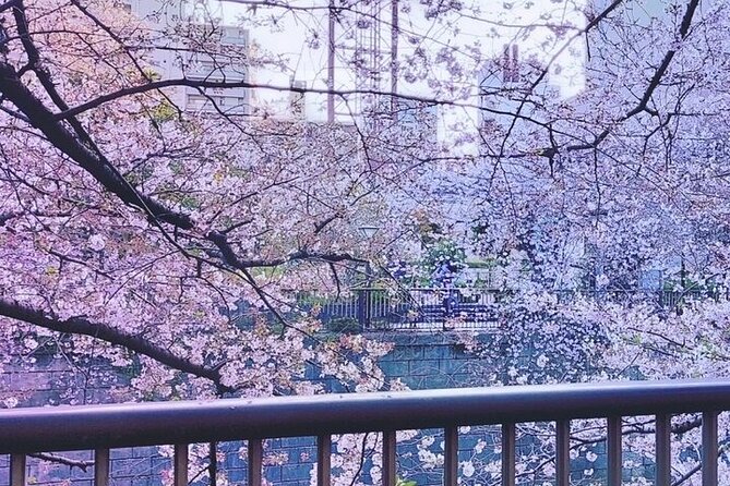 Licensed Guide Tokyo Meguro Cherry Blossom Walking Tour - Itinerary Highlights