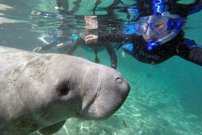 Manatee Snorkel Tour With In-Water Divemaster/Photographer - Additional Information and Safety Measures