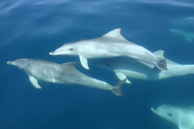 Medulin Evening Dolphin Cruise With Dinner (Mar ) - Cancellation Policy Details