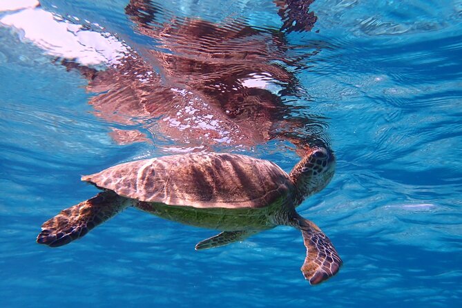 [Miyako] Great View Beach Sup/Canoe & Sea Turtle Snorkeling! - Safety Guidelines