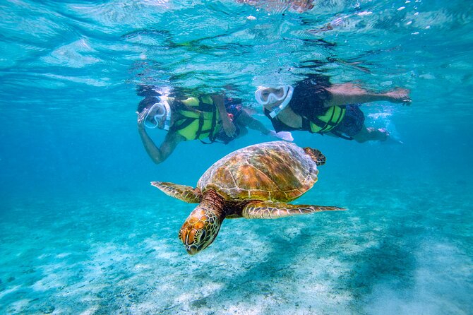 Miyakojima / Snorkel Tour to Swim With Sea Turtles - Confirmation Process