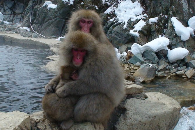 Nagano Guided Ski Trip, With Snow Monkeys Visit - Logistics and Accommodation