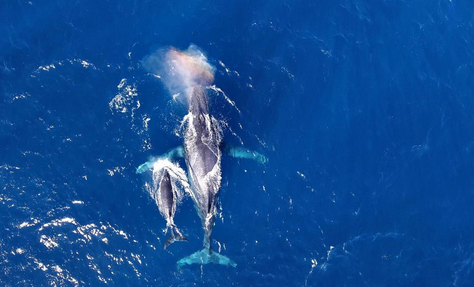 Naha, Okinawa: Kerama Islands Half-Day Whale Watching Tour - Booking Information