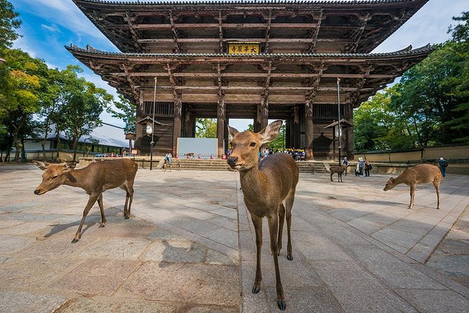 Nara Full-Day Private Tour - Kyoto Dep. With Licensed Guide - Meeting Point Details