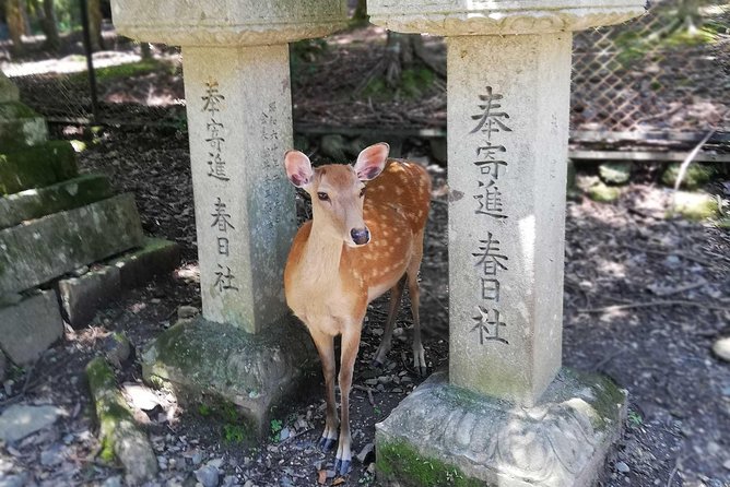 Nara Half Day Trip Walking Tour - Meeting and Pickup Details