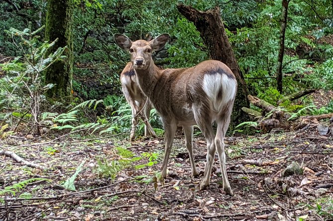 Nara - Heart of Nature Bike Tour - Itinerary Details