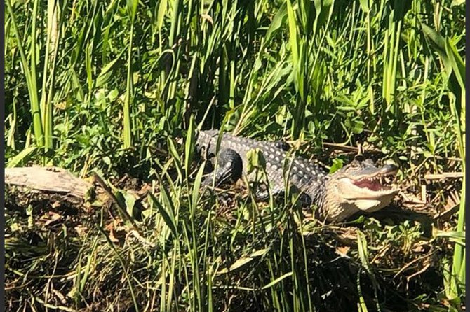 New Orleans Swamp Tour Boat Adventure - Customer Reviews and Recommendations