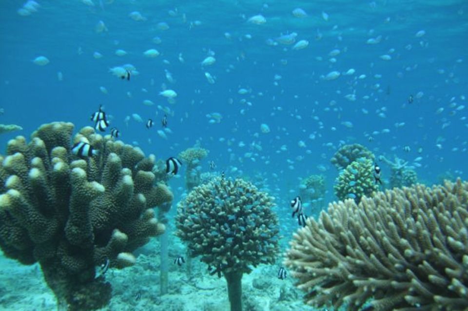 Okinawa: Adventurous Snorkeling in Beautiful Seas—Pure Fun! - Experience Highlights