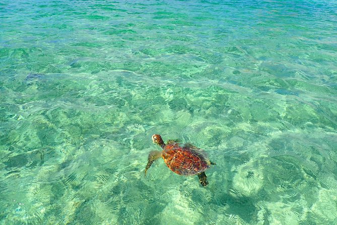 [Okinawa Miyako] SUP / Canoe Sea Turtle Snorkeling !! (Half-Day Course) - Booking and Requirements