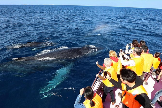 Okinawa Whale Watching From Naha - Additional Information