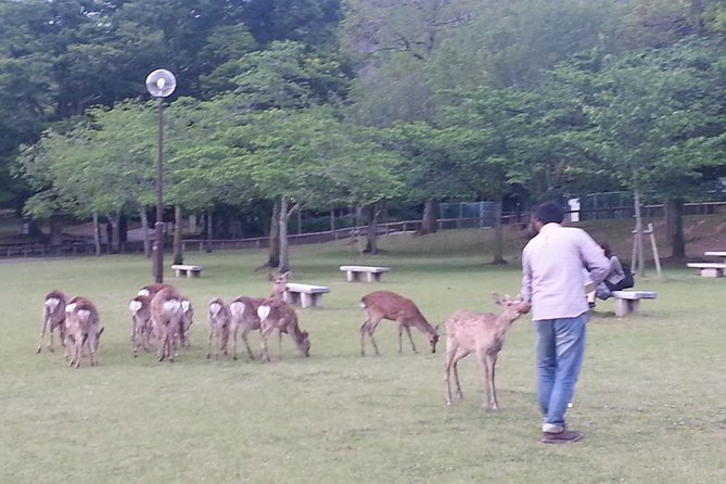 One-Day Tour of Amazing 8th Century Capital Nara - Pricing and Booking Information