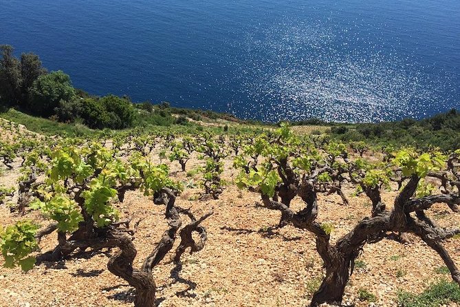 Peljesac and Ston Private Wine Tour With Tastings From Dubrovnik - Customer Reviews