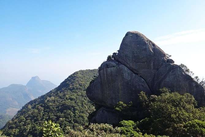 Pico Da Tijuca Trail  - Rio De Janeiro - Flora and Fauna Highlights