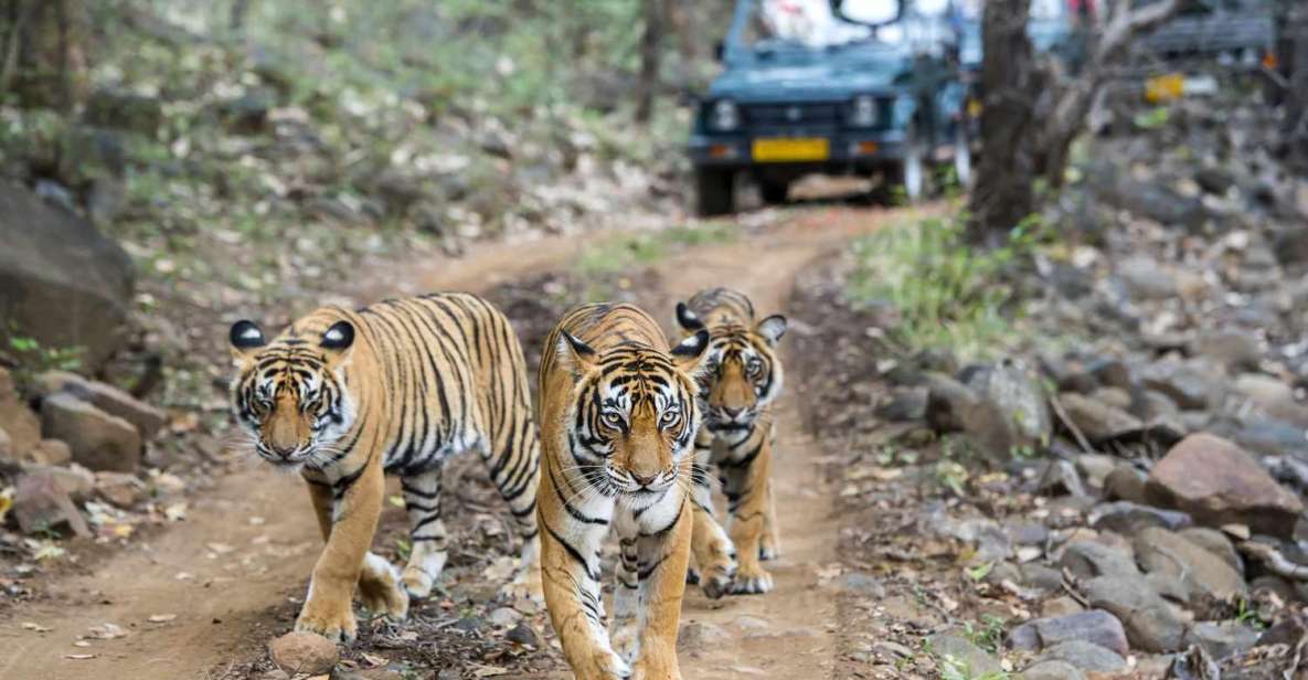 Rajasthan Wildlife Tour - Key Highlights of the Tour