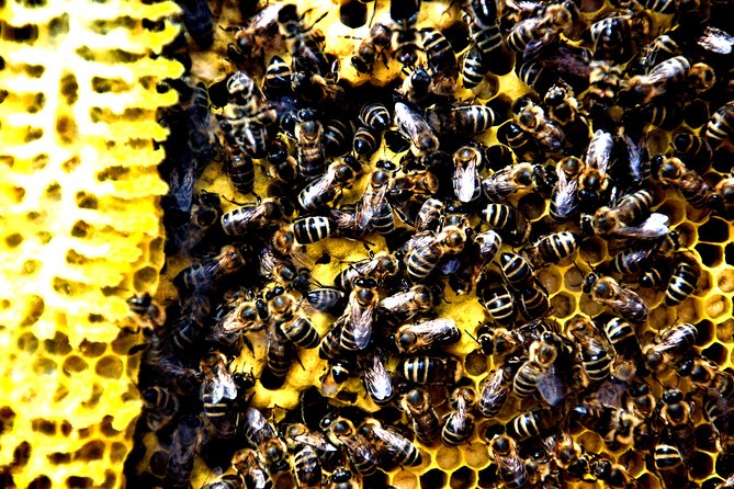 Rogac Bee-Themed Experience With Beekeeper  - Dalmatia - Beehive Exploration