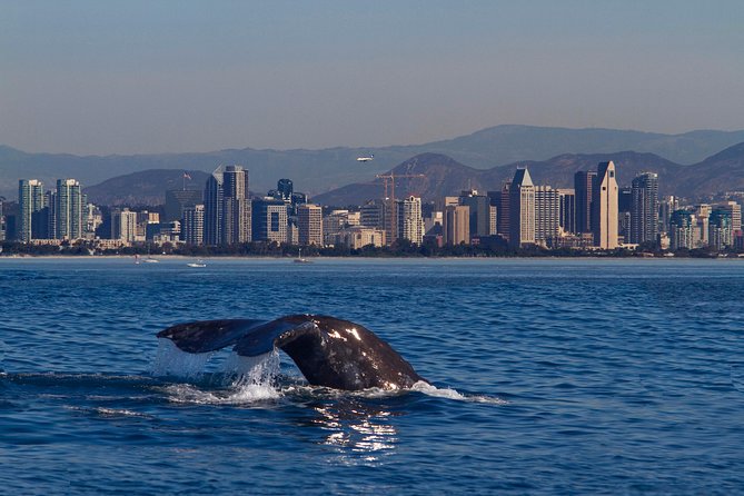 San Diego Whale Watching Cruise - Onboard Experience