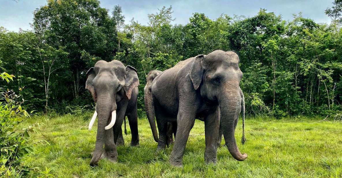 Siem Reap: Kulen Elephant Forest & Tonlesap Lake - Experience Overview