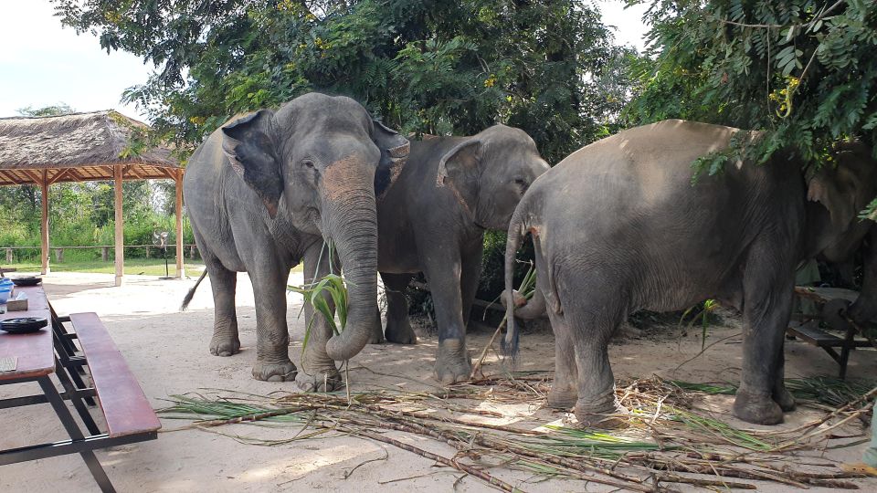 Siem Reap: Small Group Tour of Kulen Elephant Forest - Experience at Kulen Elephant Forest