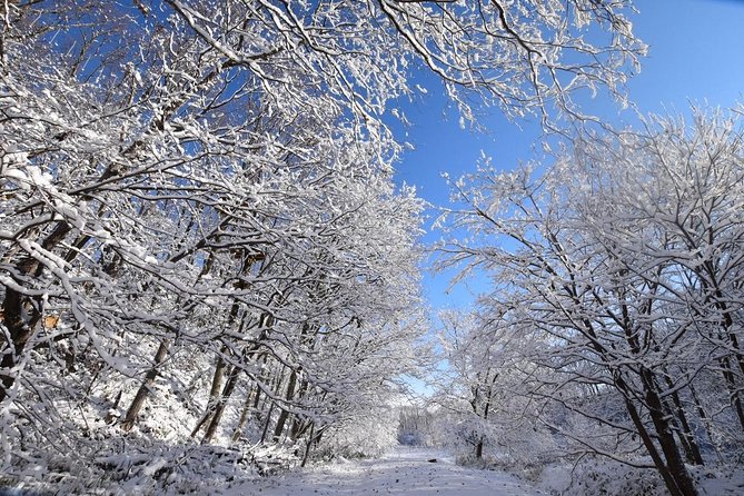 Snowshoe Hike Tour From Sapporo - Reviews and Ratings