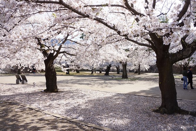 (Spring Only) 1-Day Snow Monkeys & Cherry Blossoms in Nagano Tour - Itinerary Details