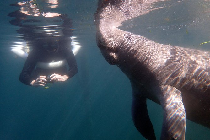 The OG Manatee Snorkel Tour With In-Water Guide/PhotOGrapher - Booking and Reservation Details
