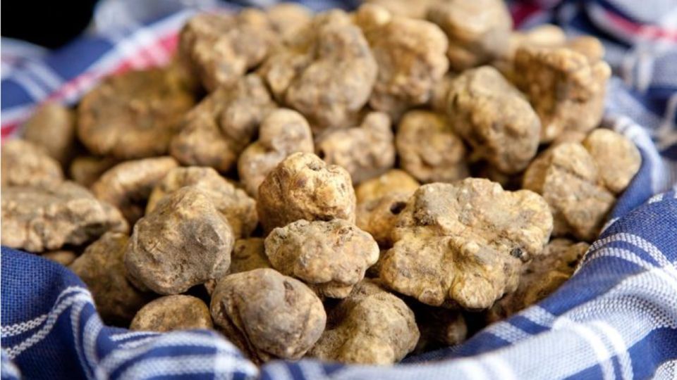 Truffle Hunting Tour With Lunch in Sasso Marconi - Experience Details