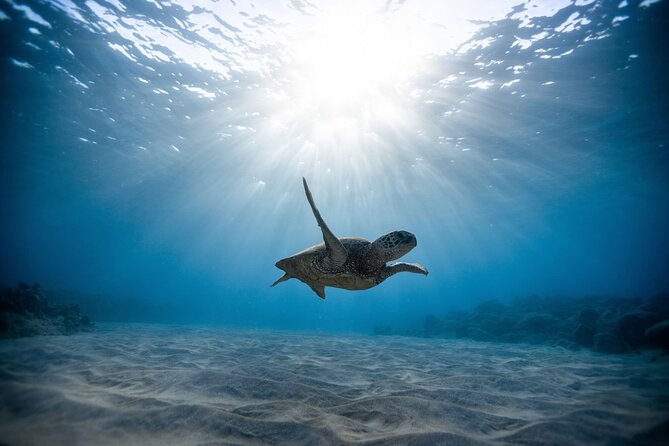 Turtle Snorkeling Adventure in Waikiki (Boat Tour) - Tour Experience
