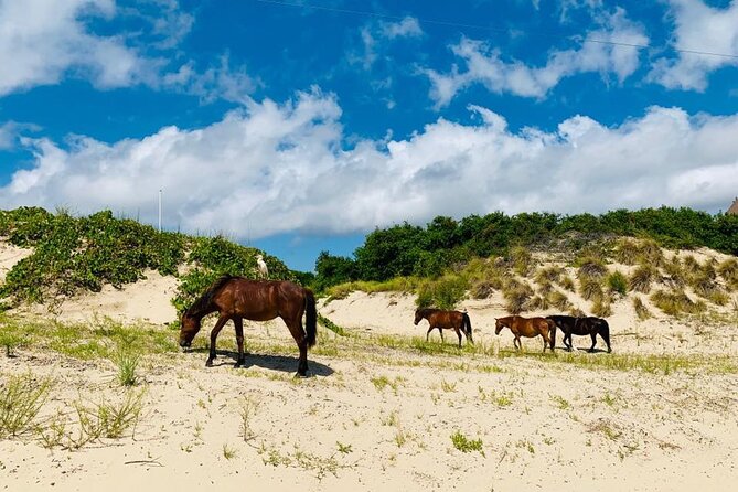 2-hour Outer Banks Wild Horse Tour by 4WD Truck - Activities and Departure Times